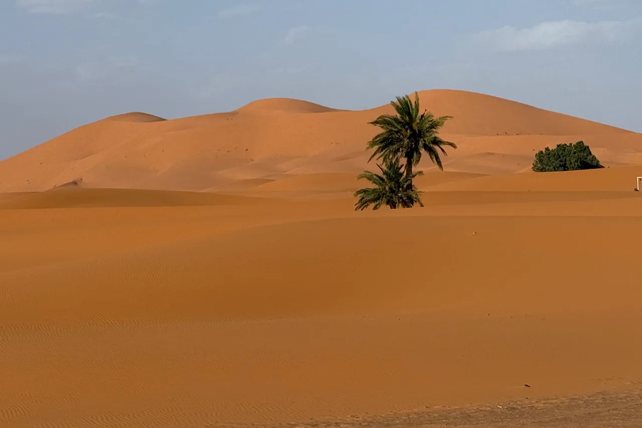 A palm tree and a small earth-coloured building beside sand dunes